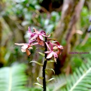 Calanthe sylvatica Orchidaceae  Indigène La Réunion 1347.jpeg